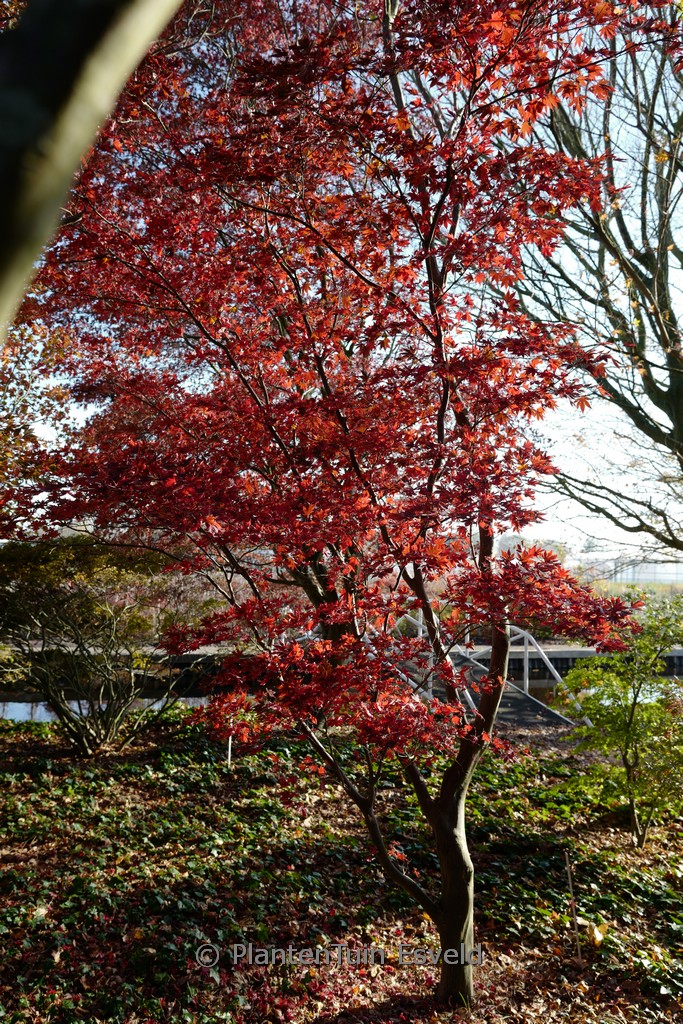 Acer palmatum ‘Red Flash’