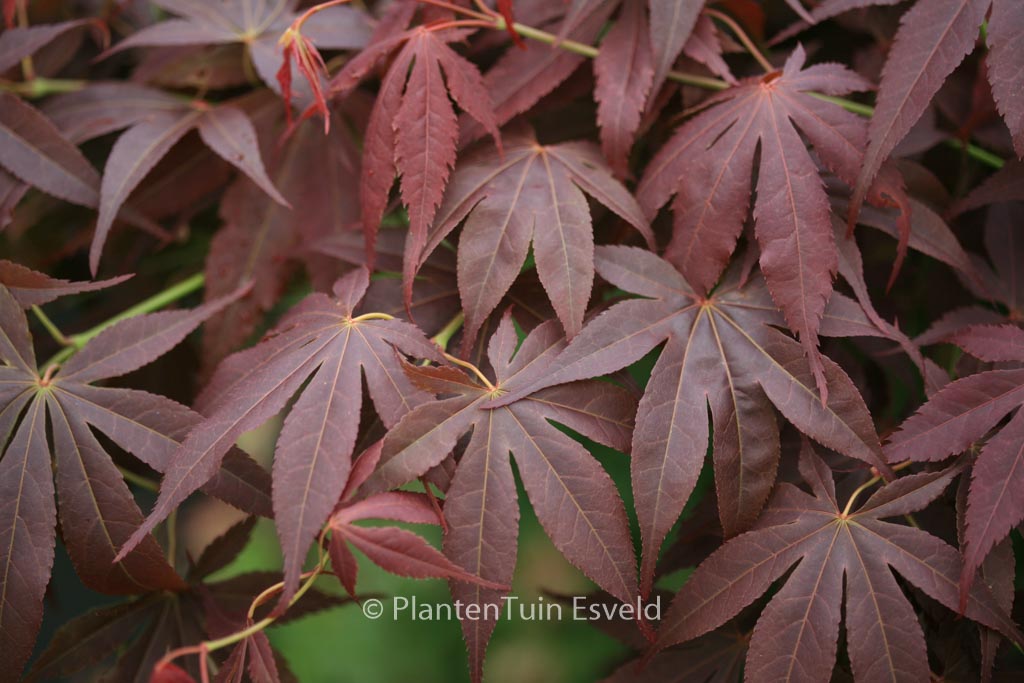 Acer palmatum ‘Red Jonas’
