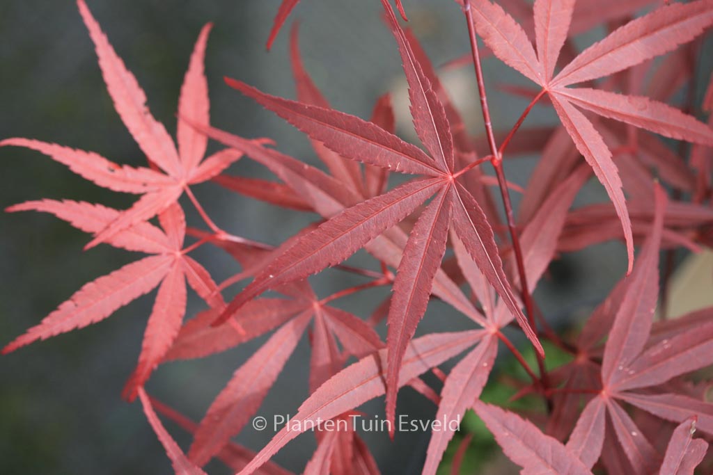 Acer palmatum ‘Red Planet’
