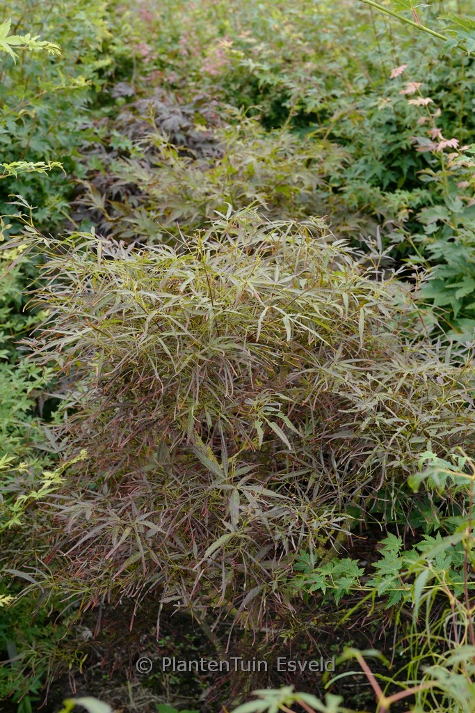 Acer palmatum ‘Red Pygmy’