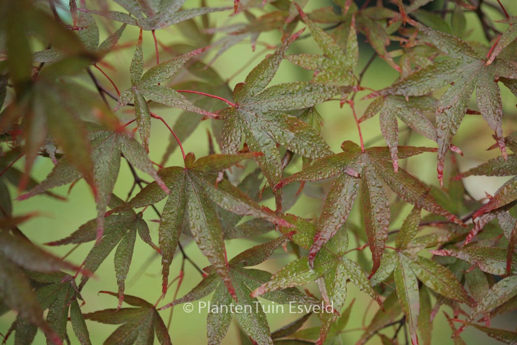 Acer palmatum ‘Red Spray’