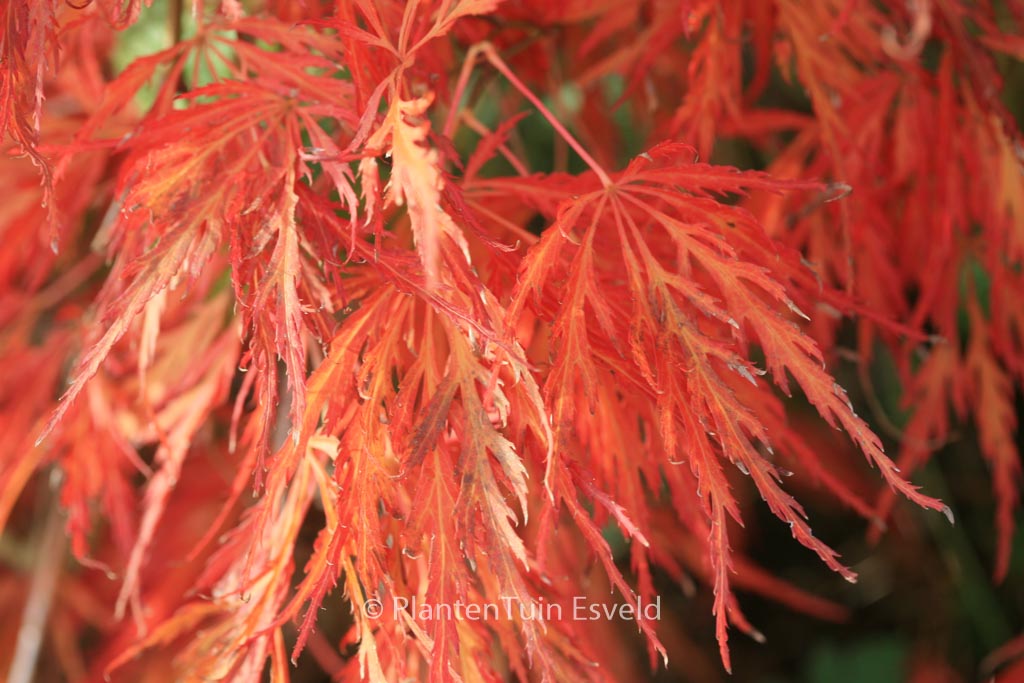Acer palmatum ‘Red Strata A’