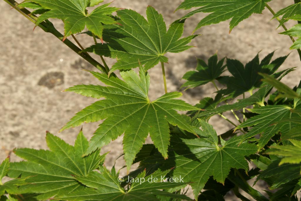 Acer palmatum ‘Red Wing’