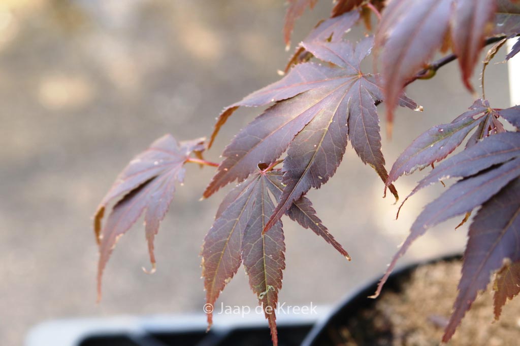 Acer palmatum ‘Red Wonder’