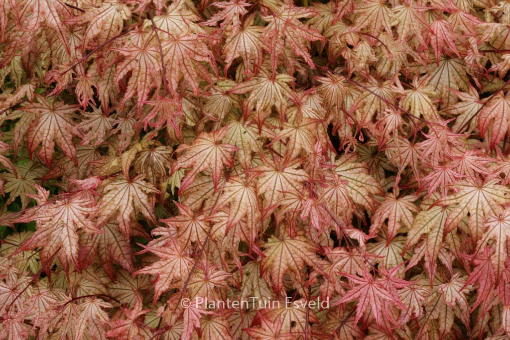 Acer palmatum ‘Reticulatum Como’