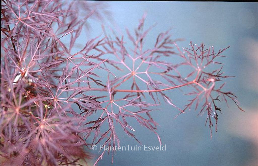 Acer palmatum ‘Rilas Red’