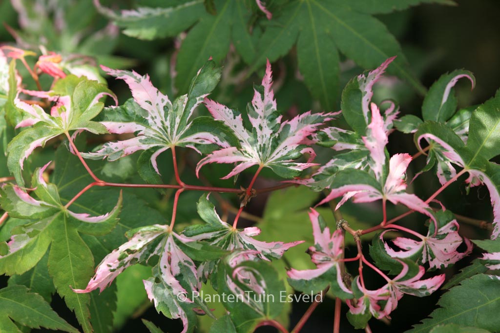 Acer palmatum ‘Rokugatsu-en-nishiki’
