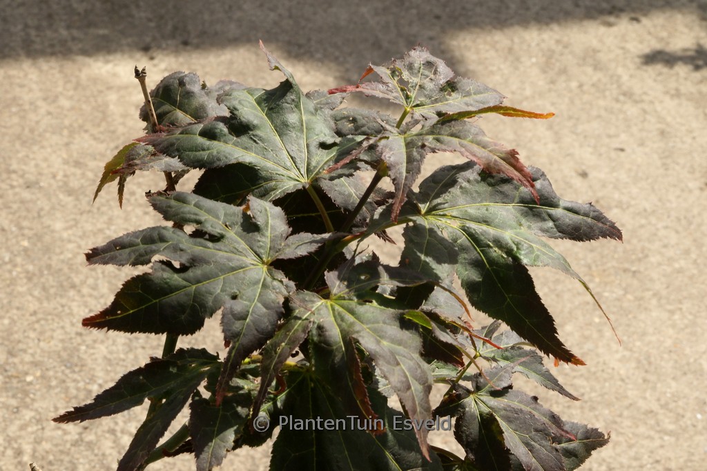 Acer palmatum ‘Ruby Ridge’