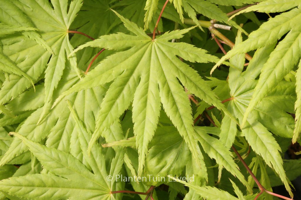 Acer palmatum ‘Rufescens’