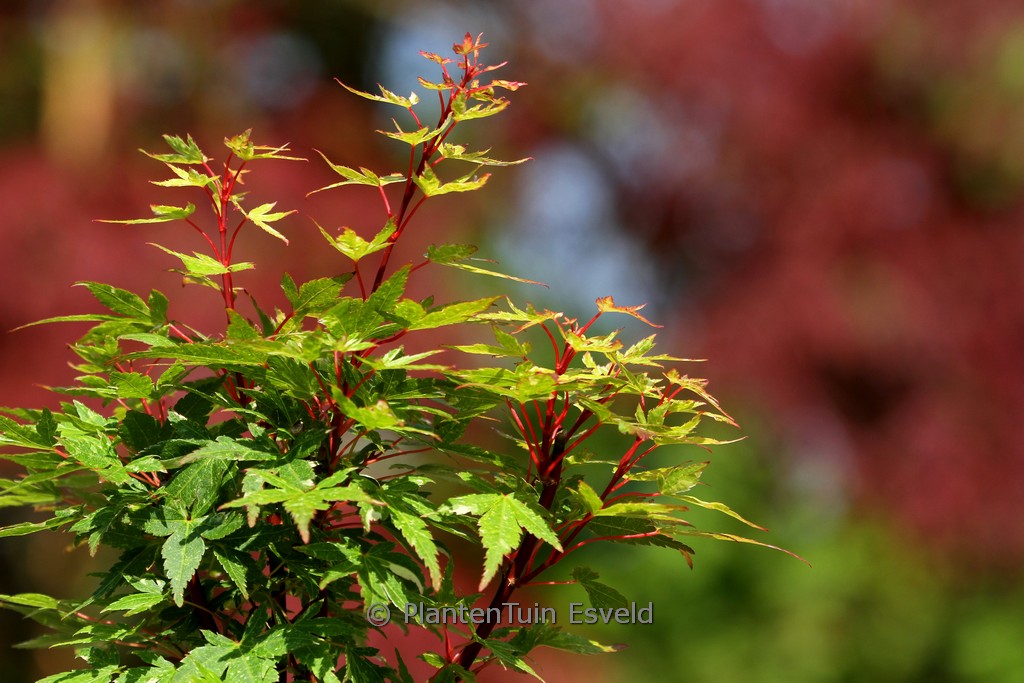 Acer palmatum ‘Ryu-gu’