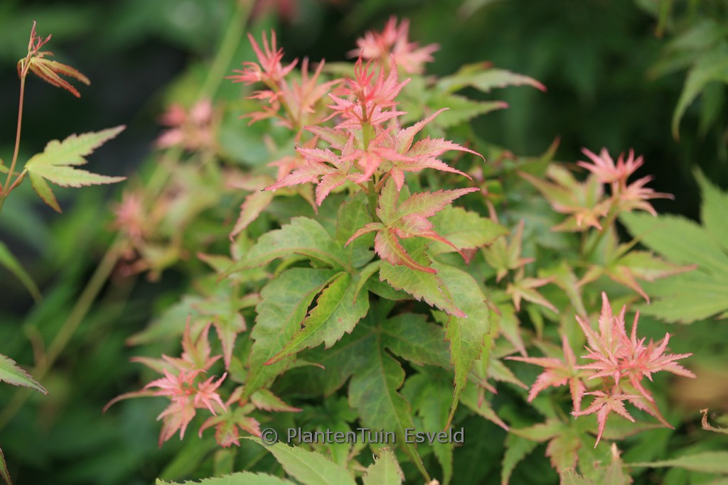 Acer palmatum ‘Ryu-to’