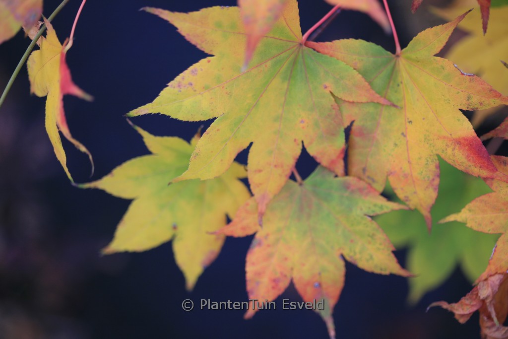 Acer palmatum ‘Sa-otome’