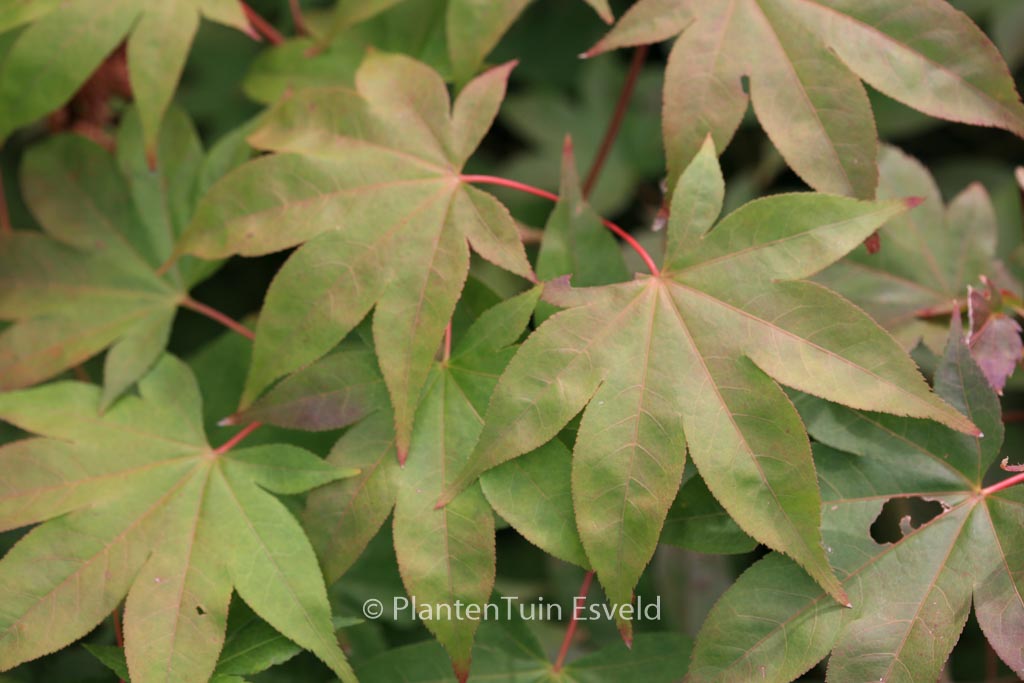 Acer palmatum ‘Sainan-in-beni’