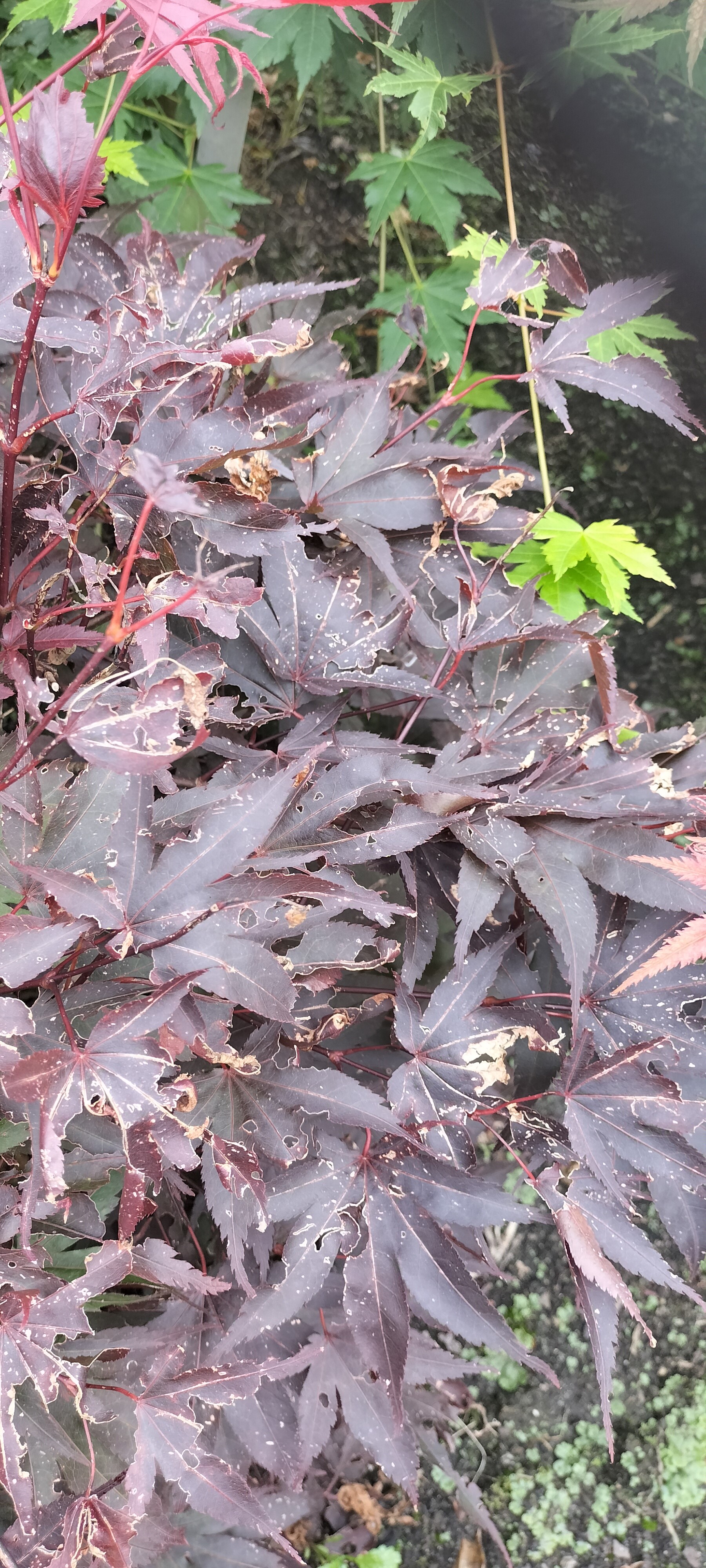 Acer palmatum ‘Samarzam’ (SAMURAI SWORD)