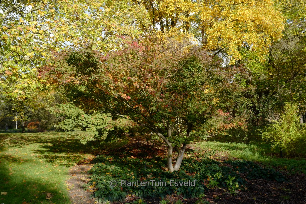 Acer palmatum ‘Satsuki-beni’