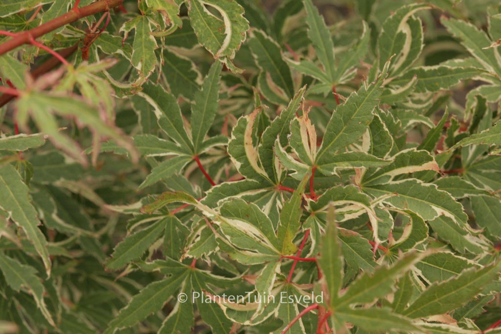 Acer palmatum ‘Searle’s Variegated’