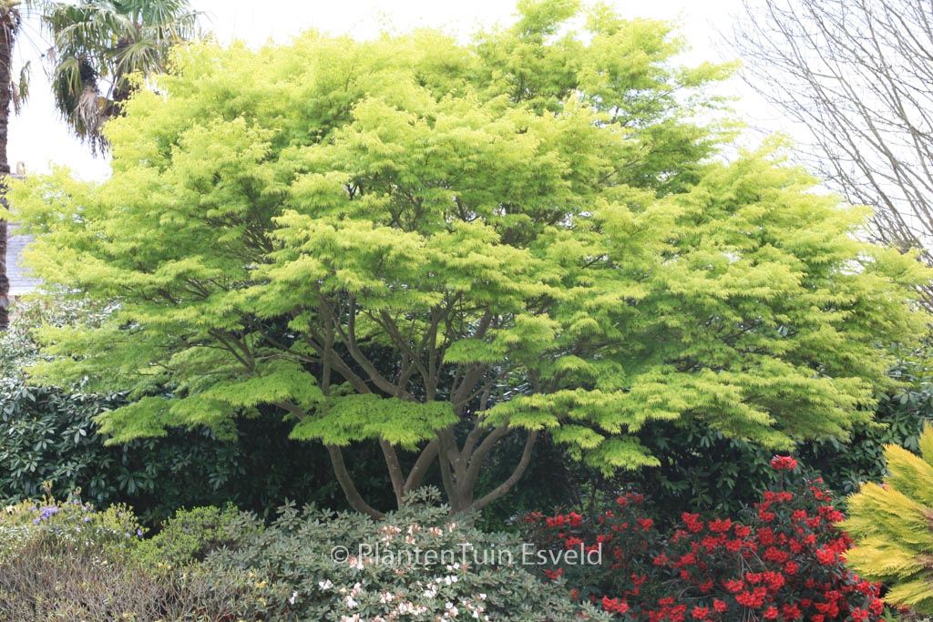 Acer palmatum ‘Seiryu’
