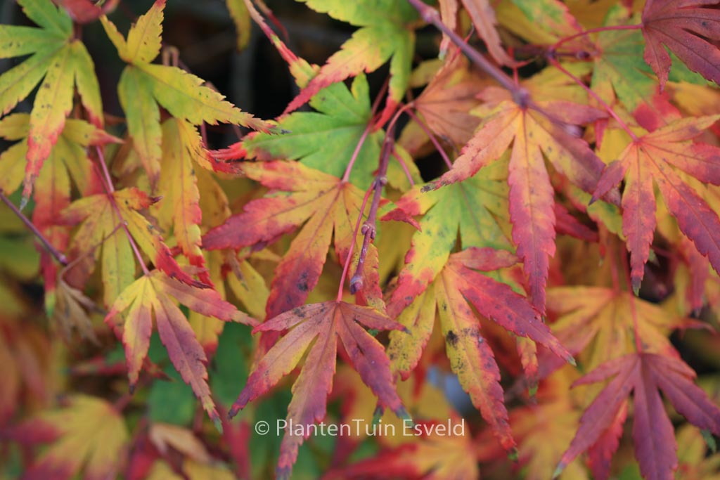 Acer palmatum ‘Seiun-kaku’