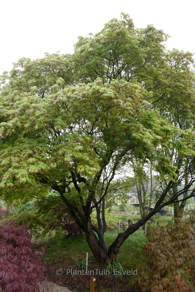 Acer palmatum ‘Sekka-yatsubusa’