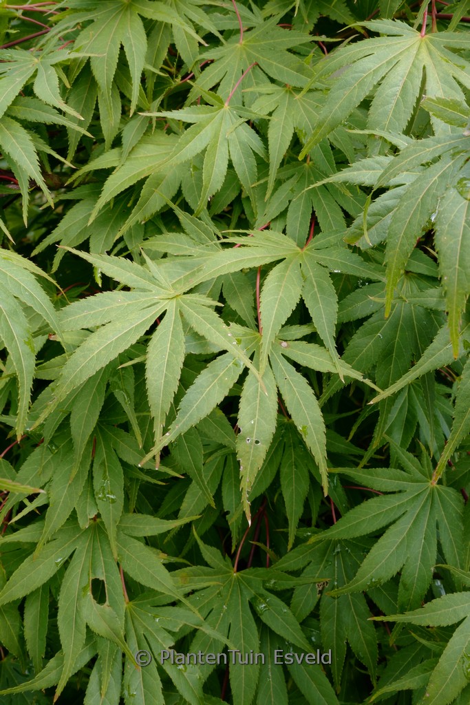 Acer palmatum ‘Semi-no-hane’