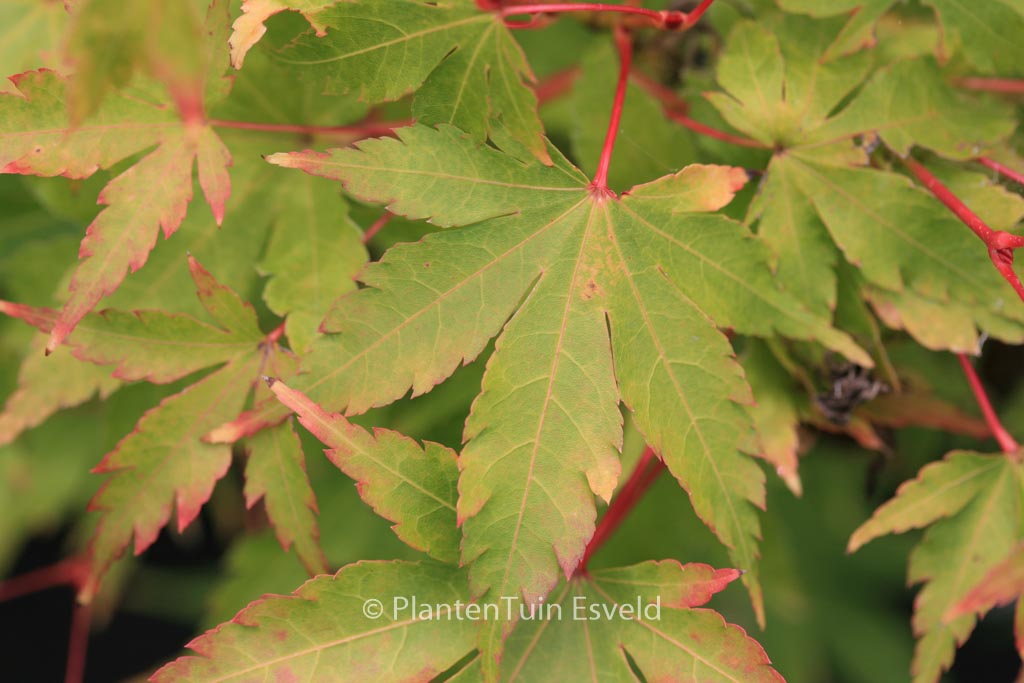 Acer palmatum ‘Senski’