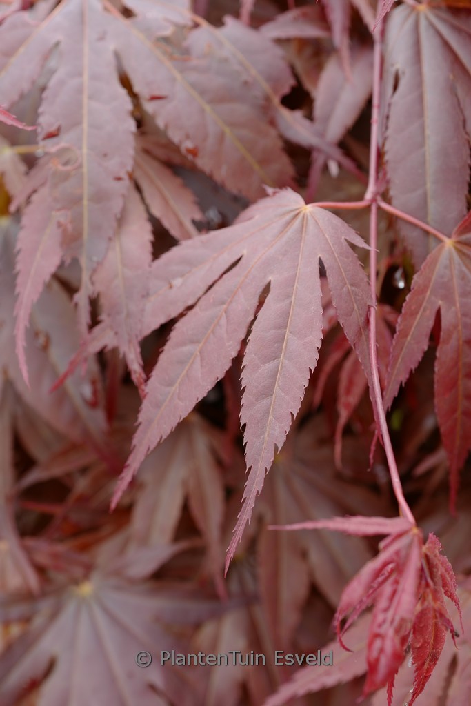 Acer palmatum ‘Sensu’