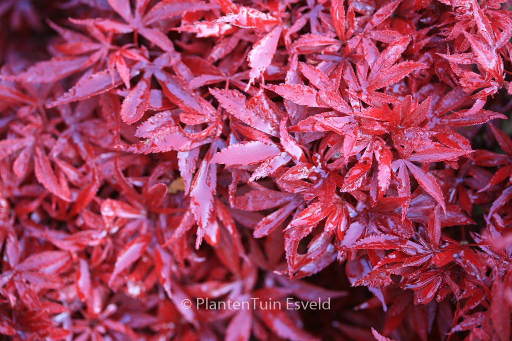 Acer palmatum ‘Shaina’