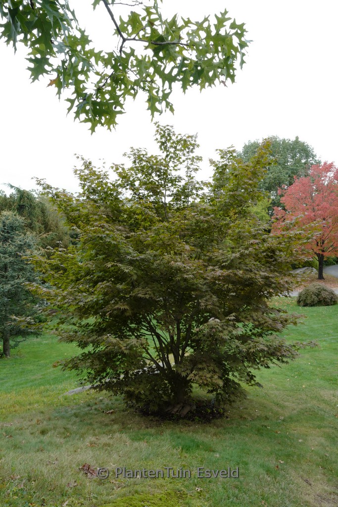 Acer palmatum ‘Sharon’