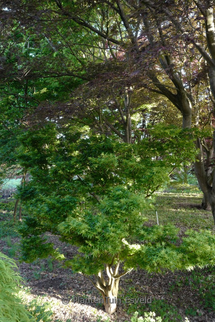 Acer palmatum ‘Sharp’s Pygmy’