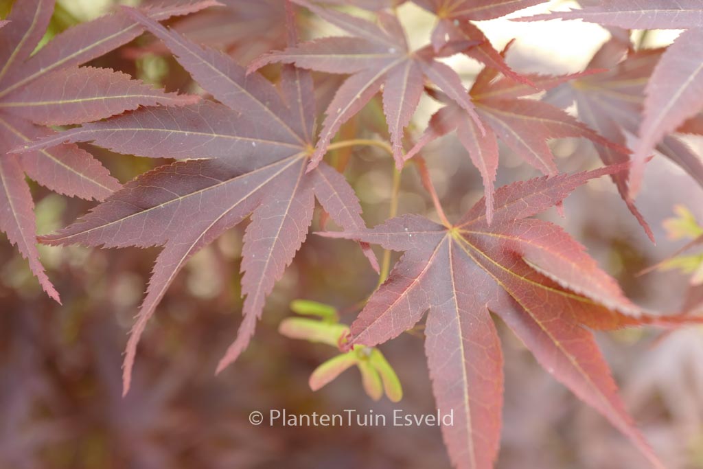Acer palmatum ‘She Katy’