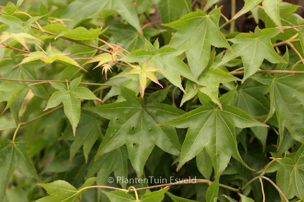 Acer palmatum ‘Shigarami’