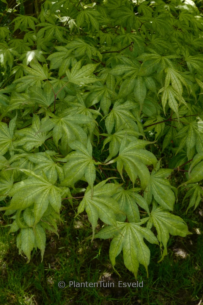 Acer palmatum ‘Shigitatsu-sawa’