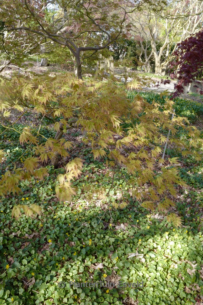 Acer palmatum ‘Shigure-bato’