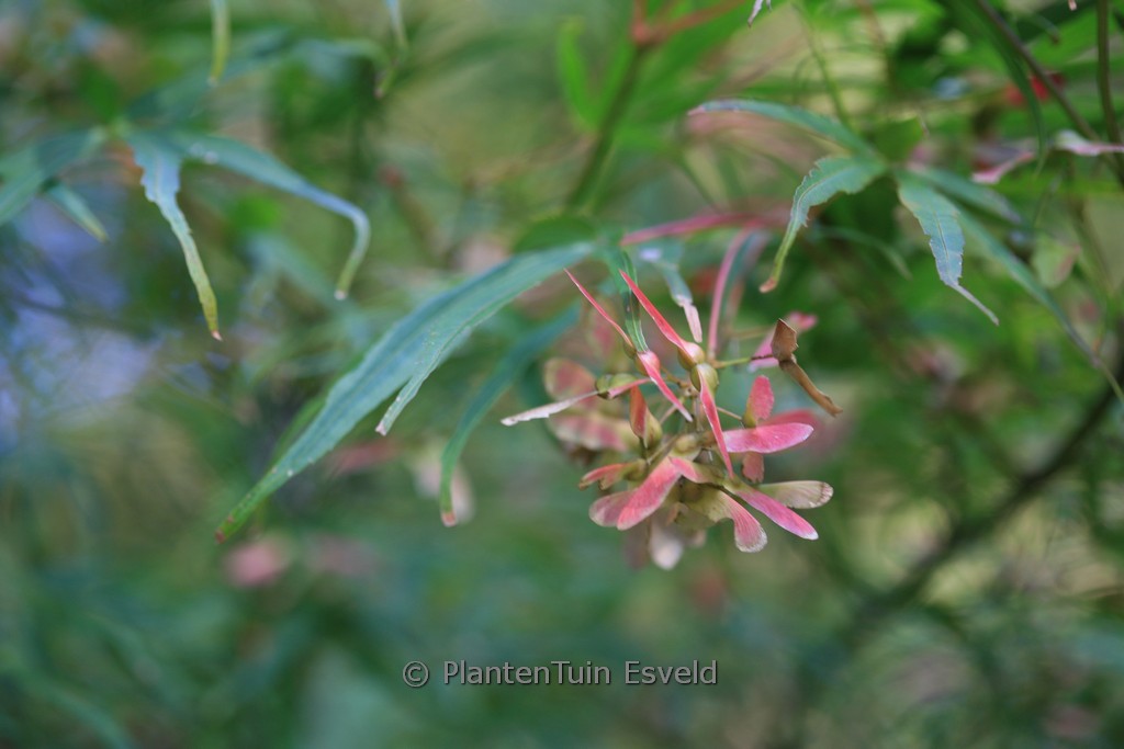 Acer palmatum ‘Shinobu gaoka’
