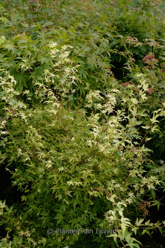 Acer palmatum ‘Shiro-fu-nishiki’