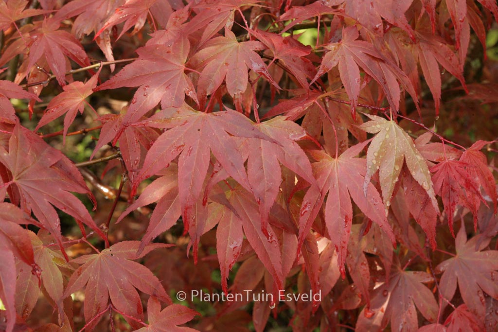 Acer palmatum ‘Shishighosan’