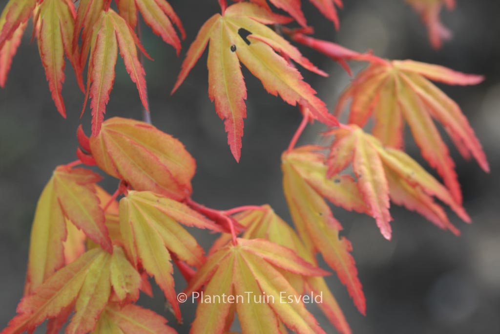 Acer palmatum ‘Sode-nishiki’