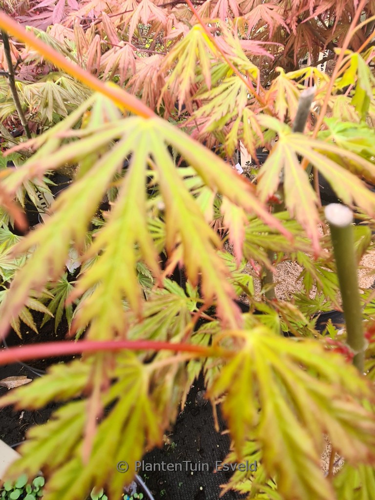 Acer palmatum ‘Sonkoot9’ (ORANGE LACE)