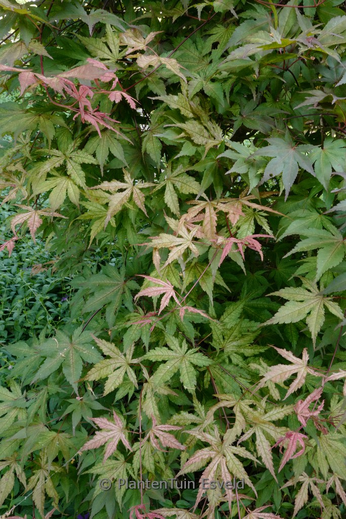 Acer palmatum ‘Spring Copper Glow’