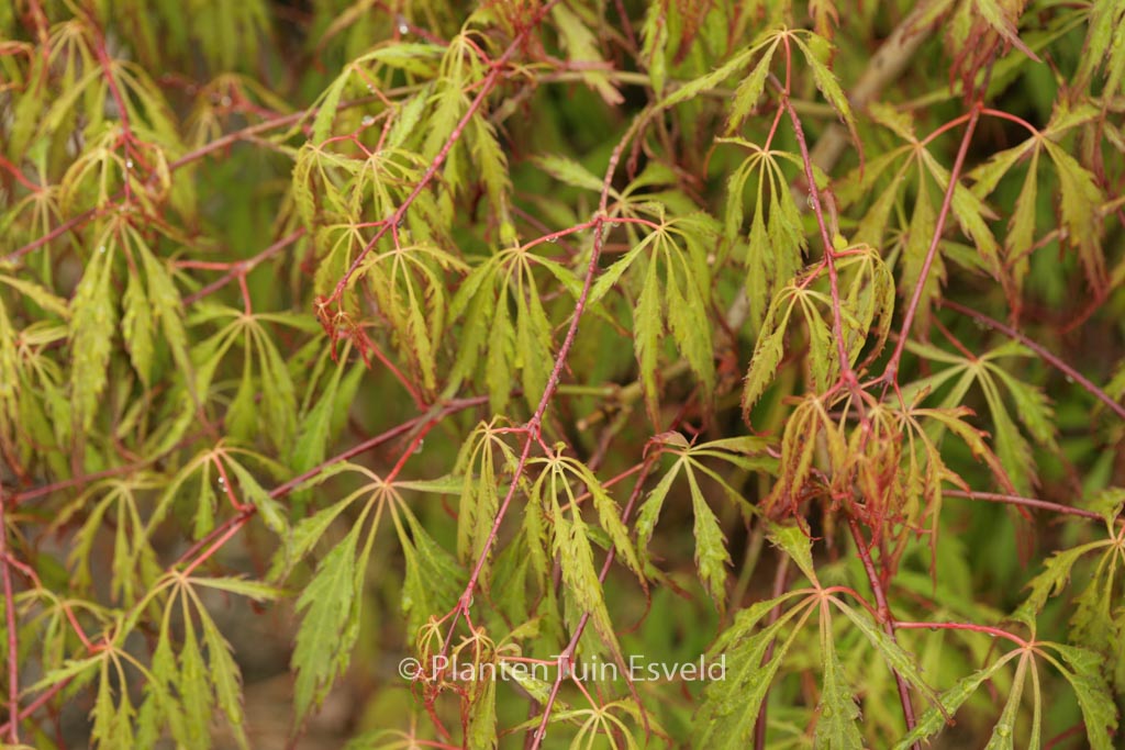 Acer palmatum ‘Spring Delight’