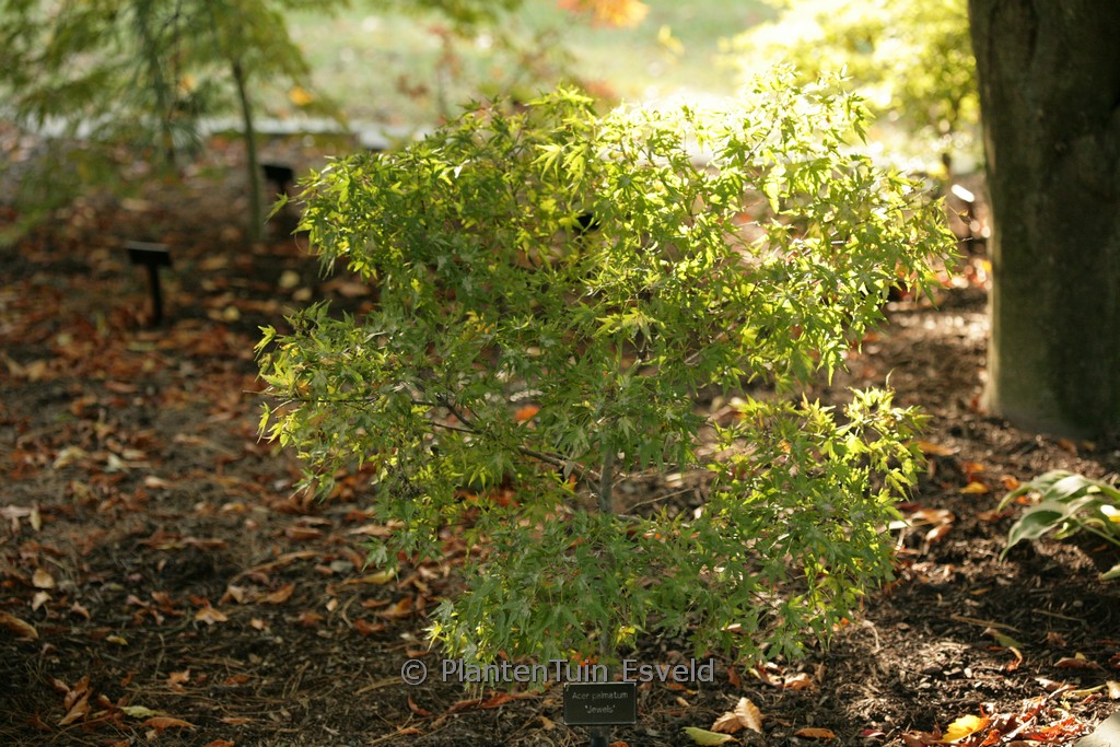 Acer palmatum ‘Stanley’s Unknown’