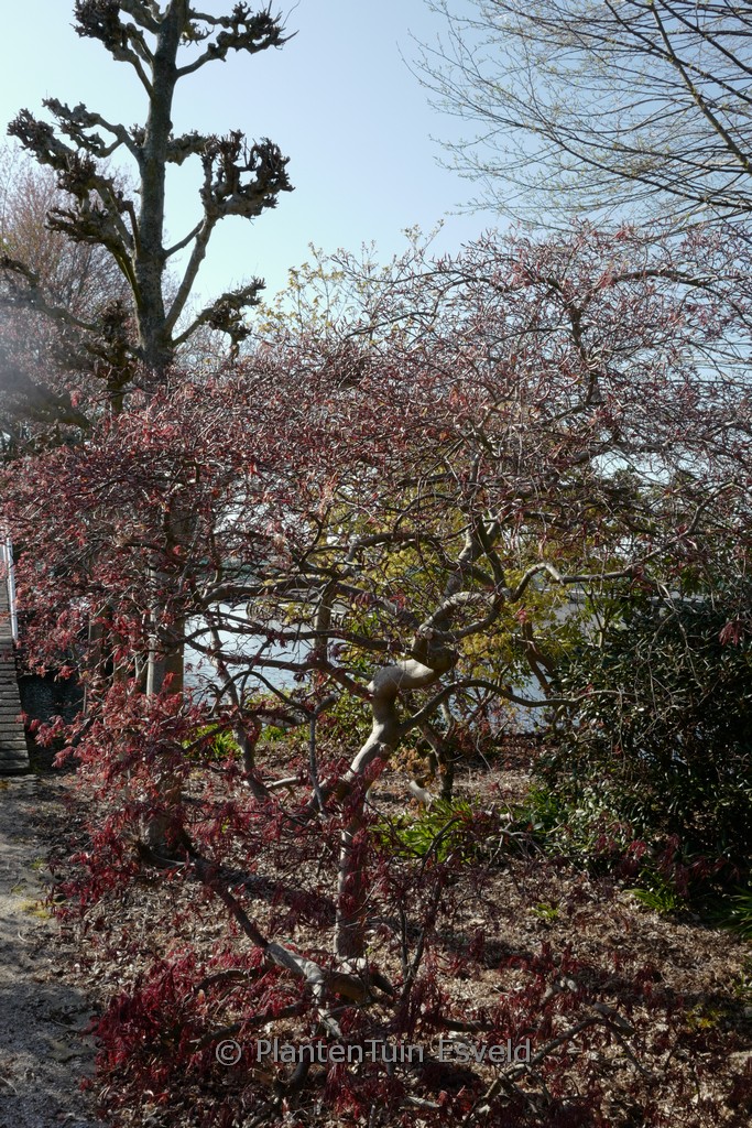 Acer palmatum ‘Stella Rossa’