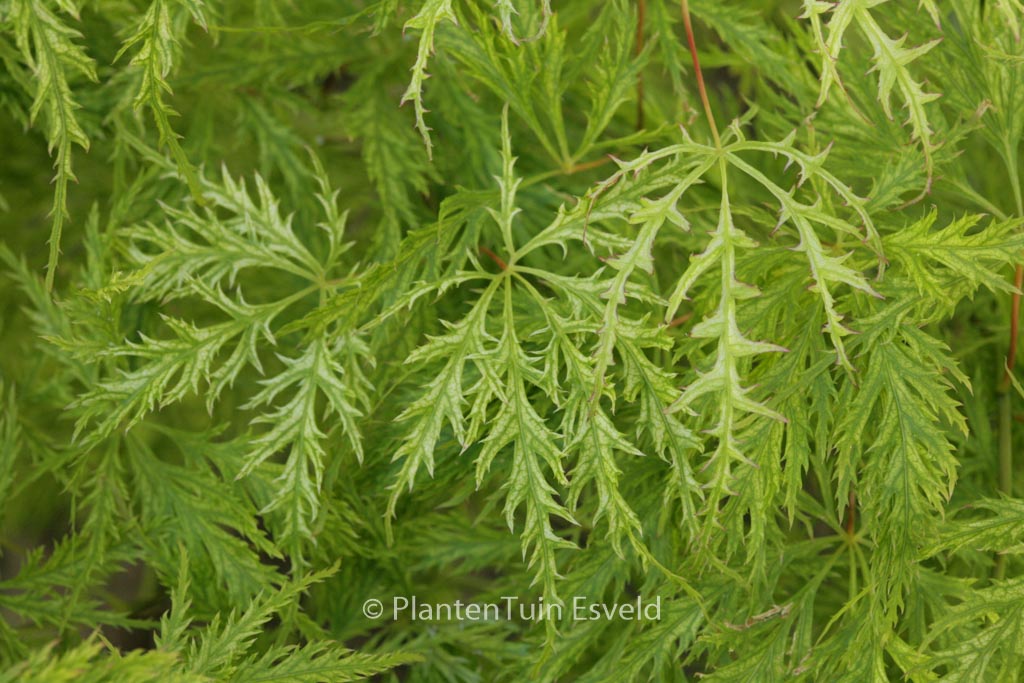 Acer palmatum ‘Suisei’