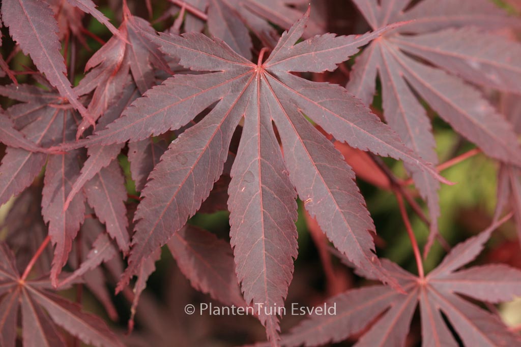 Acer palmatum ‘Sumi-nagashi’