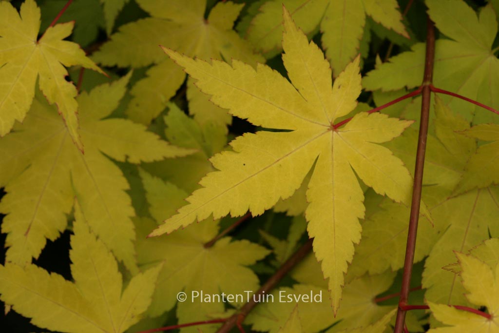 Acer palmatum ‘Summer Gold’