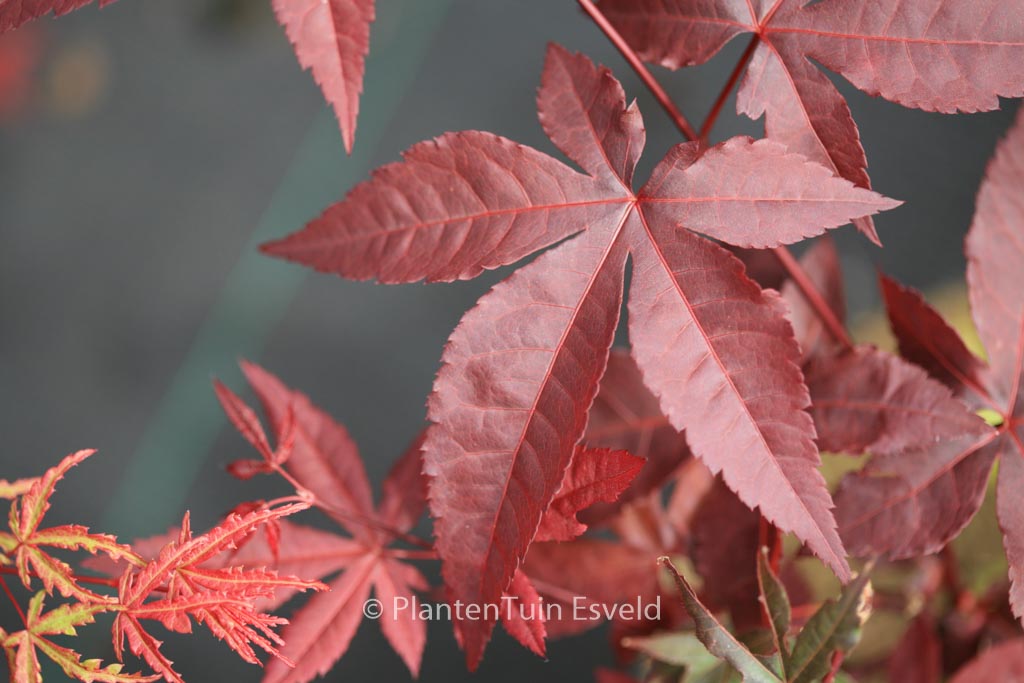 Acer palmatum ‘Summer Sunset’