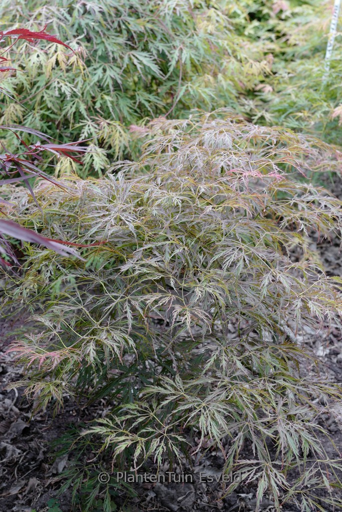 Acer palmatum ‘Sunny Disposition’