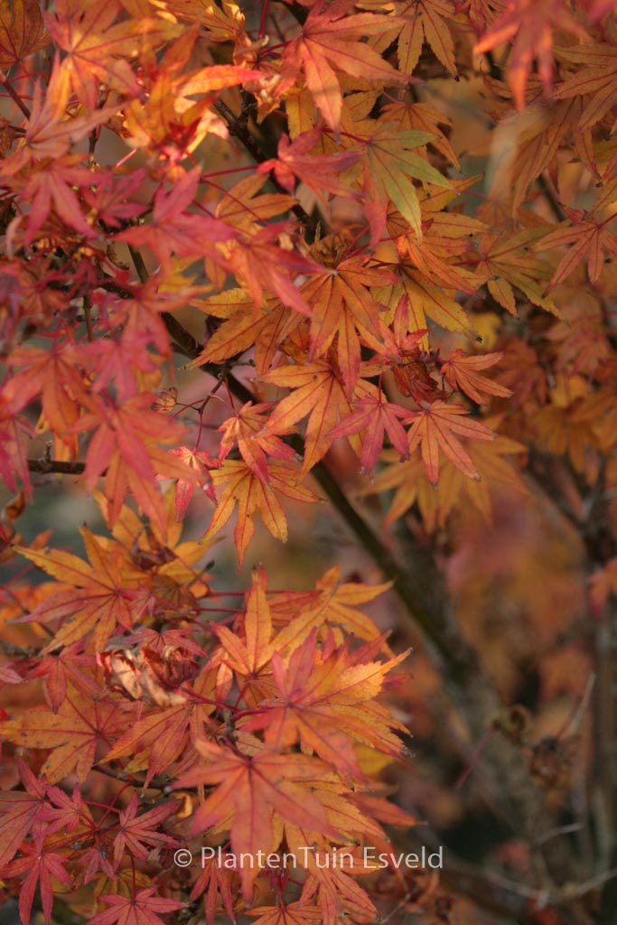 Acer palmatum ‘Susan’