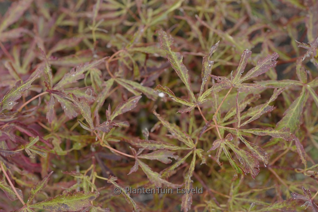 Acer palmatum ‘Swamp Thing’