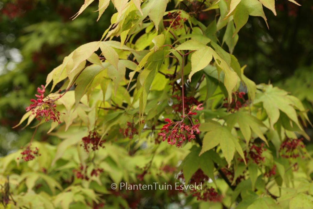 Acer palmatum ‘Taihai’